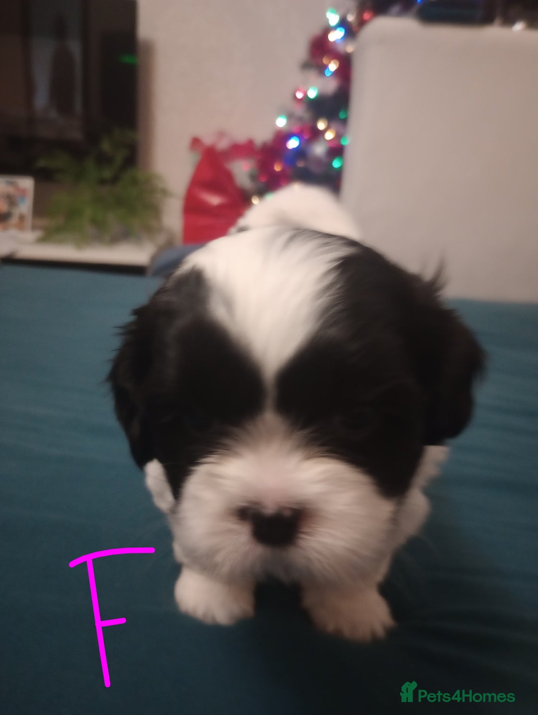 Shih Tzu dogs for sale: Adorable shih-tzu puppies - Advert 25