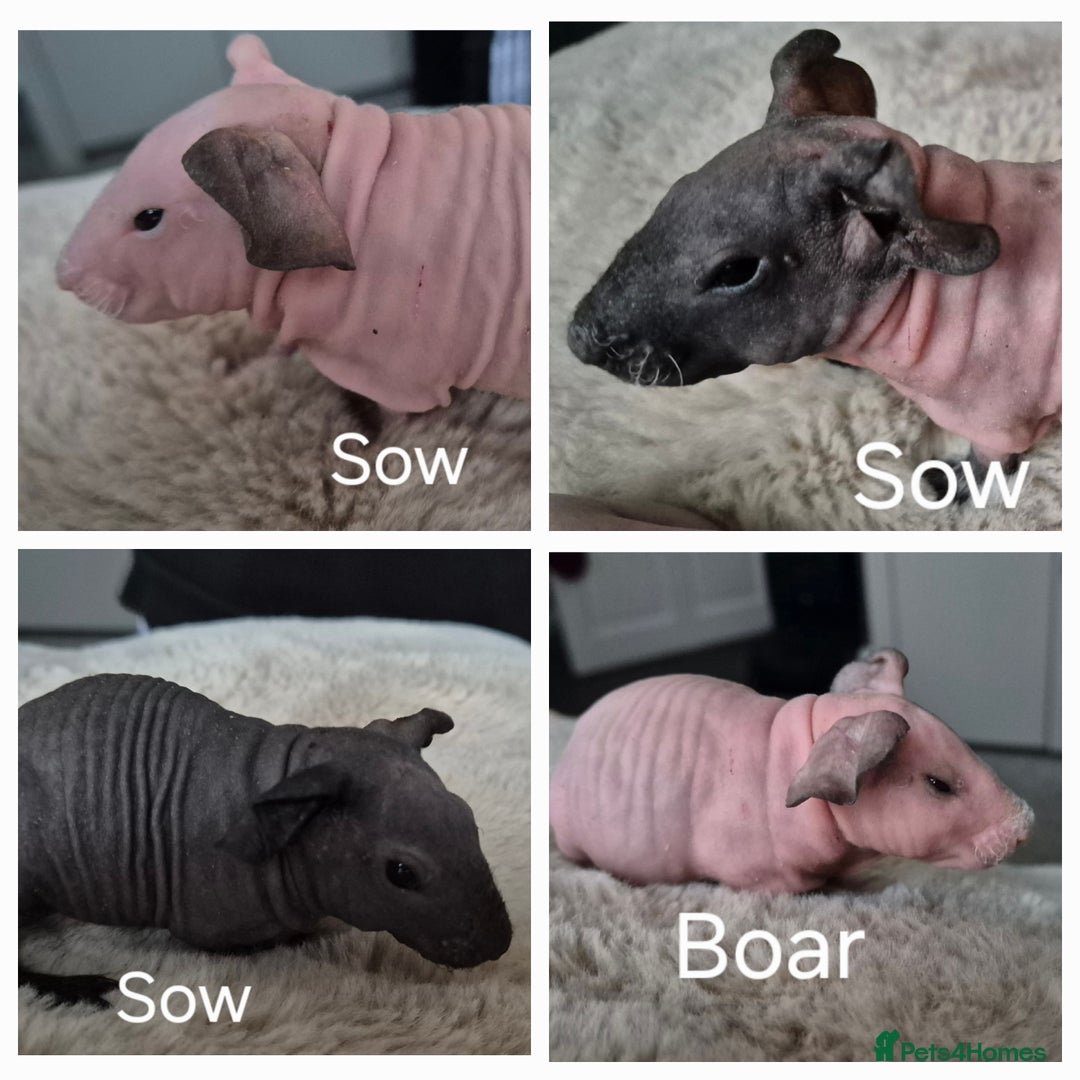 Guinea Pig rodents for sale: Skinny Pigs - Advert 1
