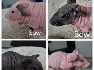Guinea Pig rodents Skinny Pigs - Advert 2