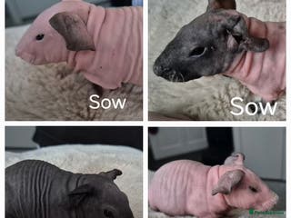 Guinea Pig rodents Skinny Pigs - Advert 15