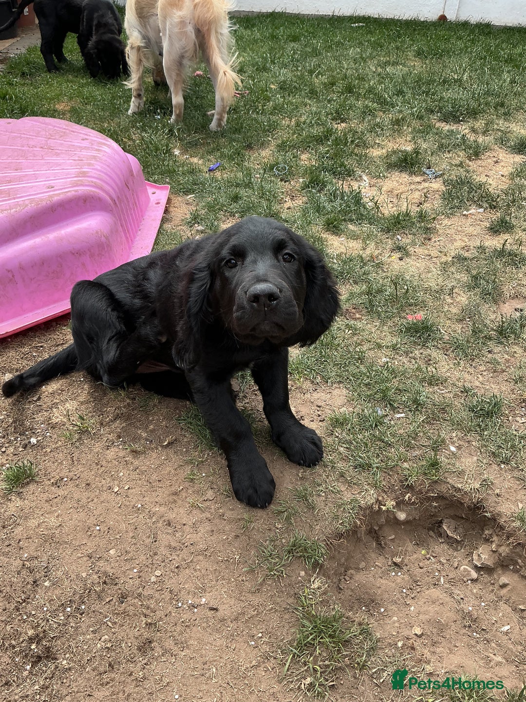 Mixed Breed dogs for sale: Spangold retrievers in Stourport-on-Severn - Image 6
