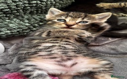 Mixed Breed cats for sale: Beautiful kittens 🐈‍⬛  - Image 22