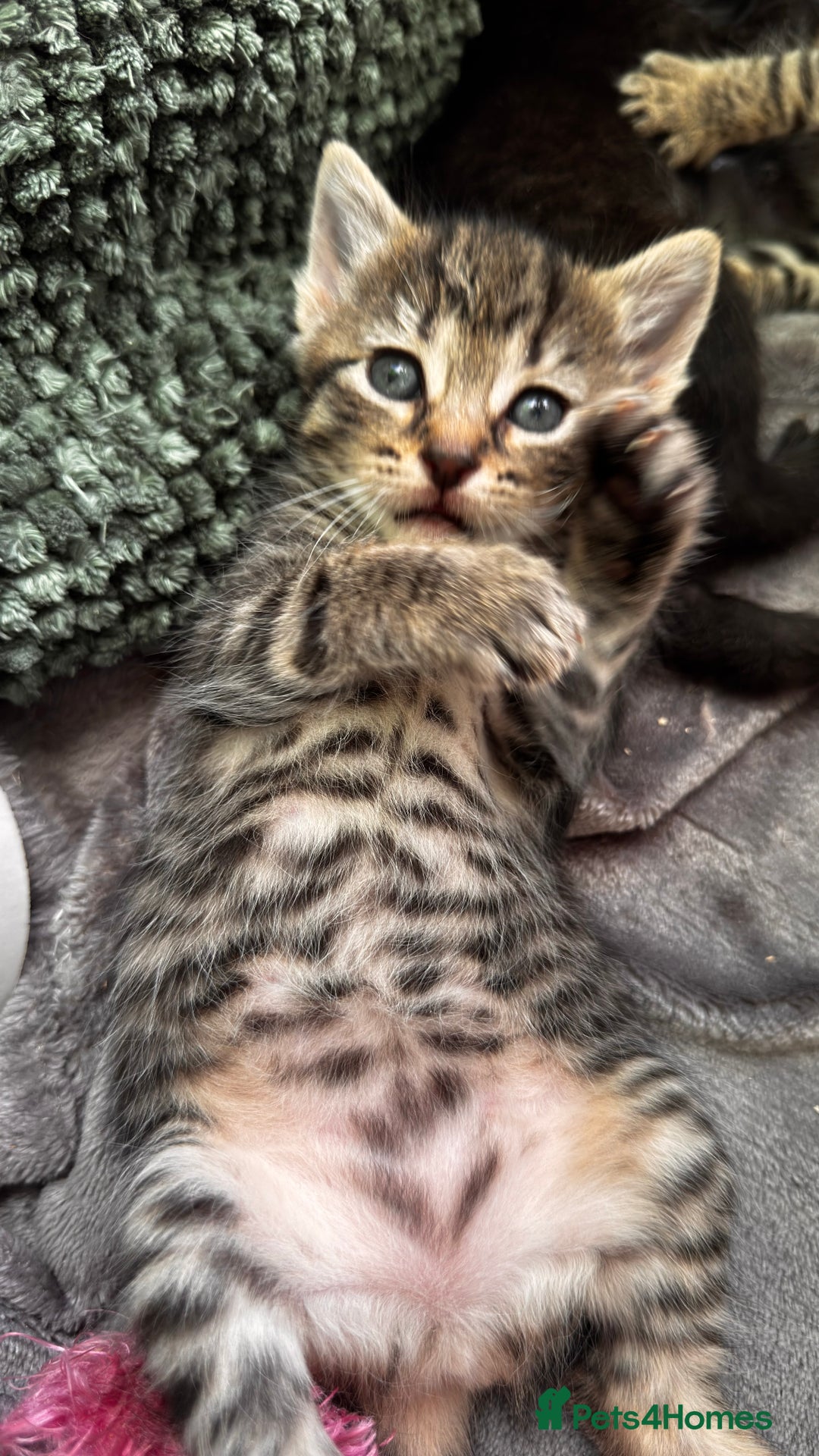 Mixed Breed cats for sale: Beautiful kittens 🐈‍⬛  - Image 22