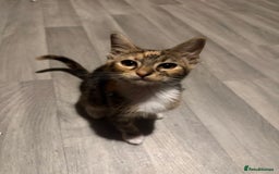 Mixed Breed cats for sale: 5 baby’s ready for there forever homes  - Image 23