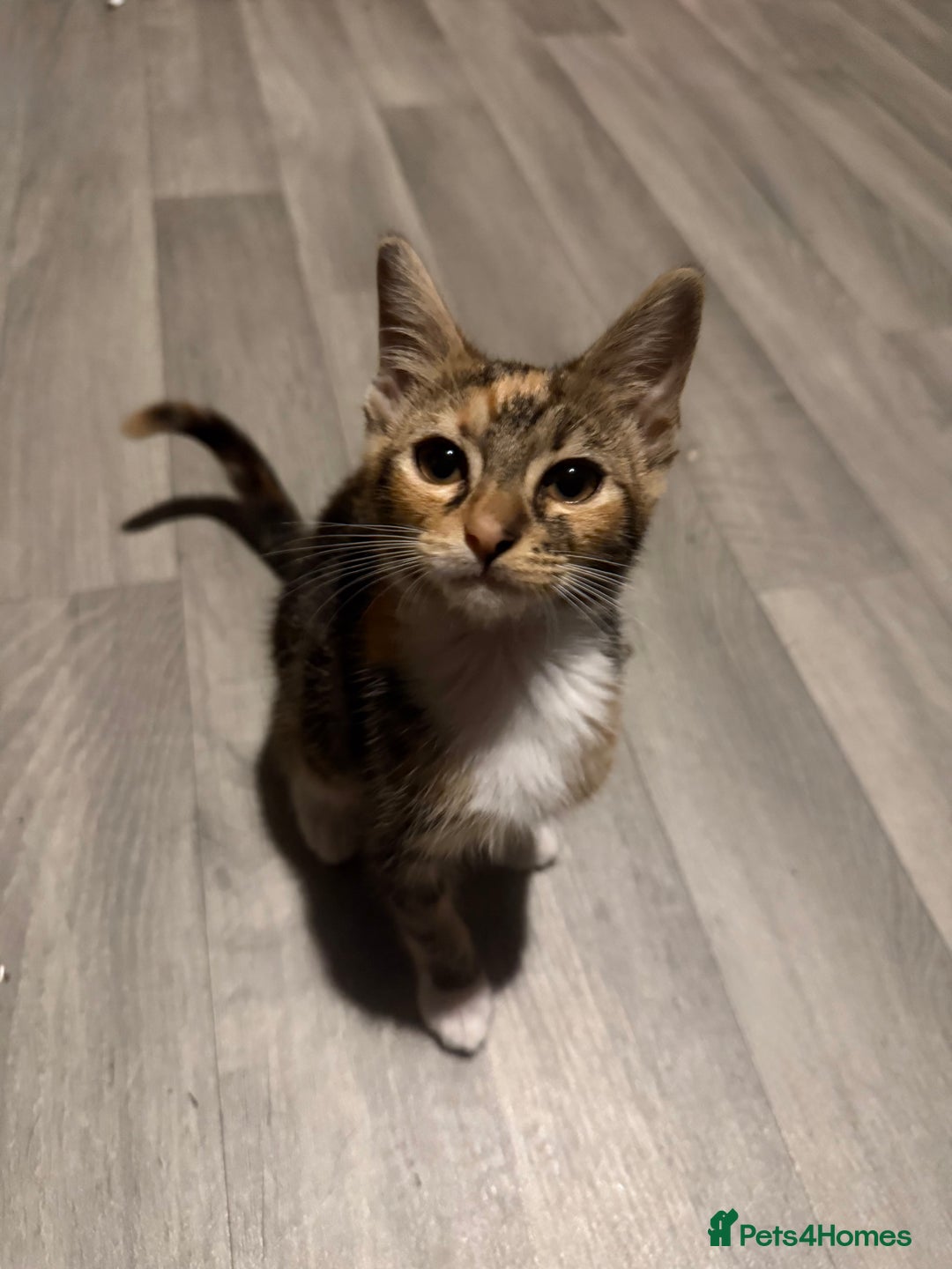 Mixed Breed cats for sale: 5 baby’s ready for there forever homes  - Image 23