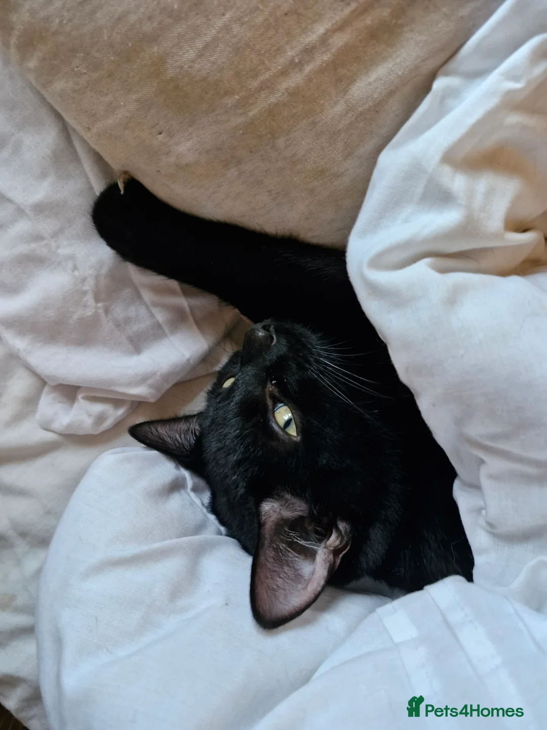 Mixed Breed cats for sale: Whiskey - Advert 1