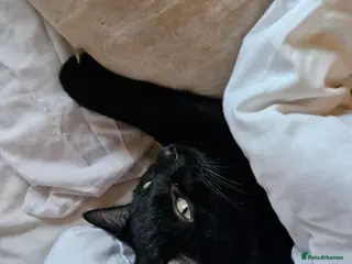 Mixed Breed cats Whiskey - Advert 1