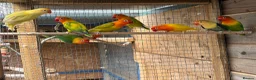 Lovebirds birds for sale: Fischer lovebirds  - Advert 4