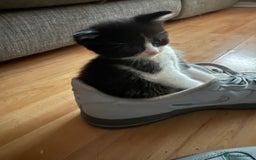 Mixed Breed cats for sale: Kittens 3 girls - Image 4