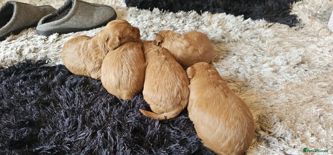 Cockapoo dogs for sale: Benji boy  ♥️ 18 week old male cockapoo - Advert 3