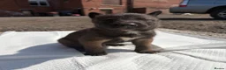 Belgian Shepherd Dog dogs for sale: Mali puppies  in Bishop Auckland - Advert 32