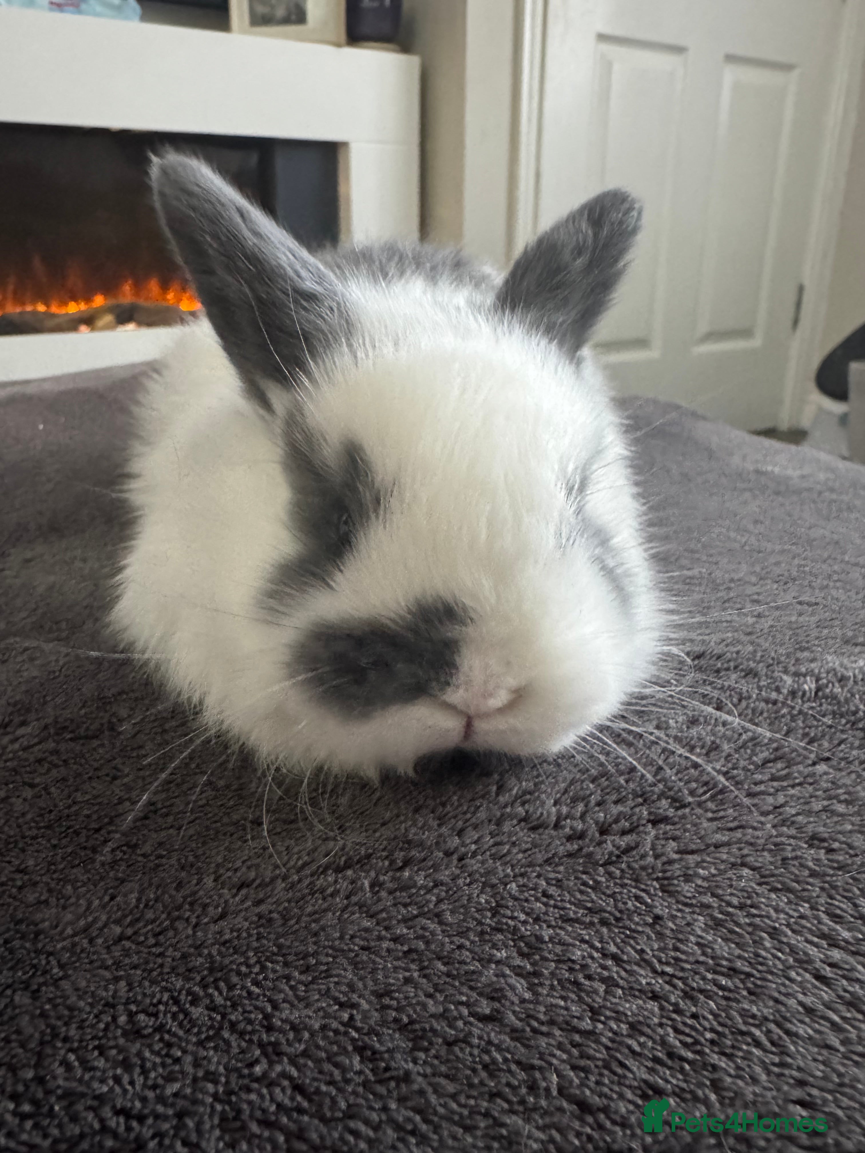 Mini Lop rabbits ✨ Beautiful Lop x Angora Baby Bunnies  ✨  - Advert 6