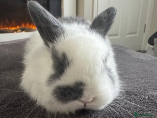 Mini Lop rabbits ✨ Beautiful Lop x Angora Baby Bunnies ✨ - Advert 2