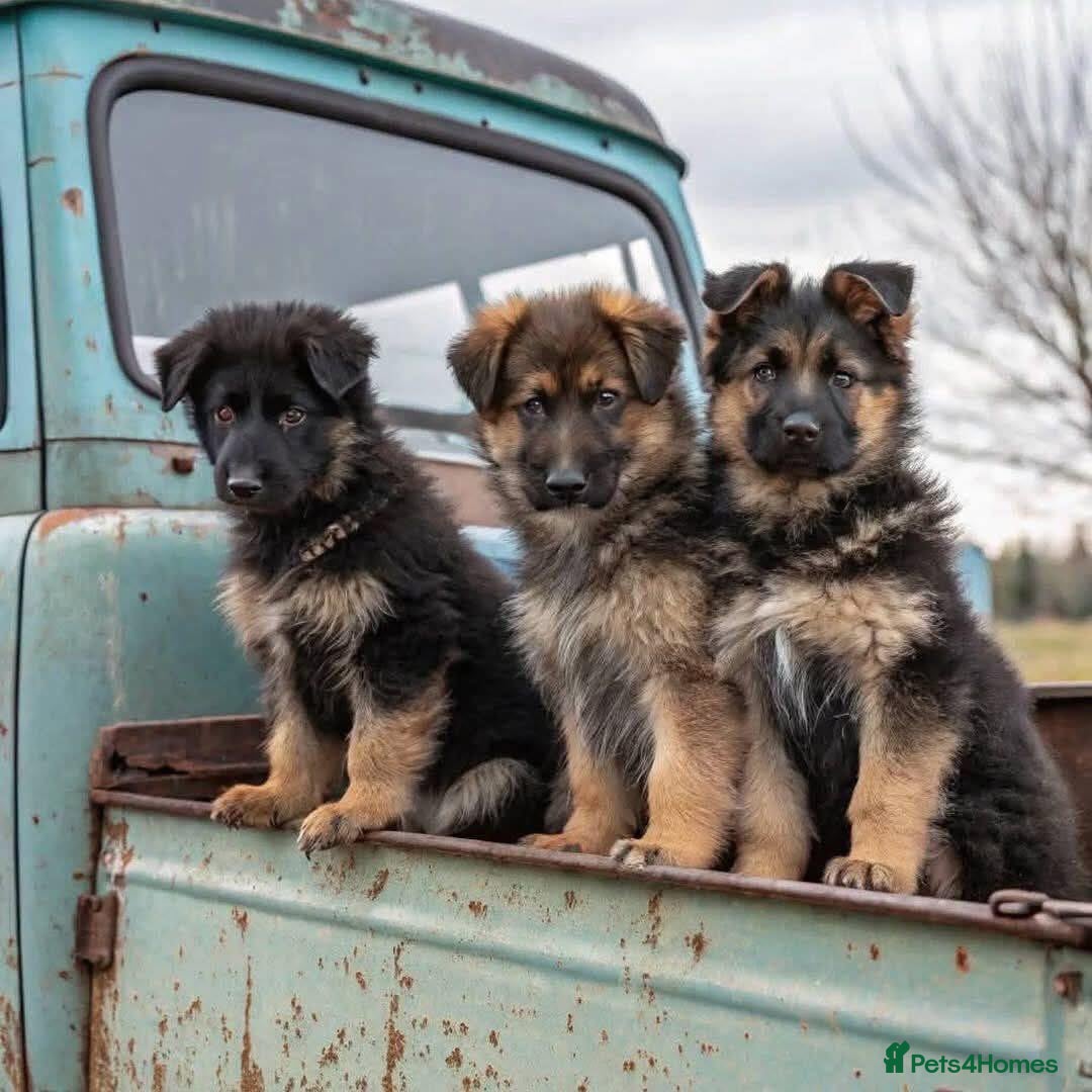 German Shepherd dogs for sale: 🐾❤️ Our German Shepherd Puppies for Sale 🐶✨ - Image 5