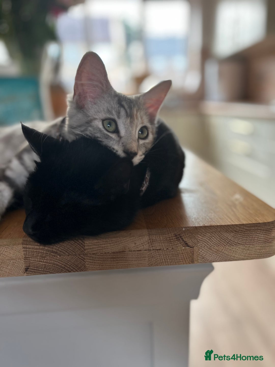 Mixed Breed cats for sale: Beautiful mixed breed girl for sale - Advert 7