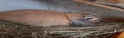 Mini Lop rabbits for sale: Mini Lops - Advert 4