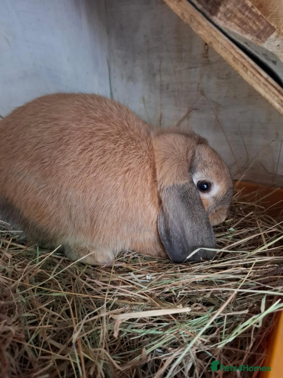 Mini Lop rabbits for sale: Mini Lops - Advert 4