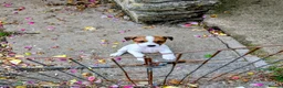 Jack Russell dogs for sale: Small strain Jack Russel pups - Advert 13