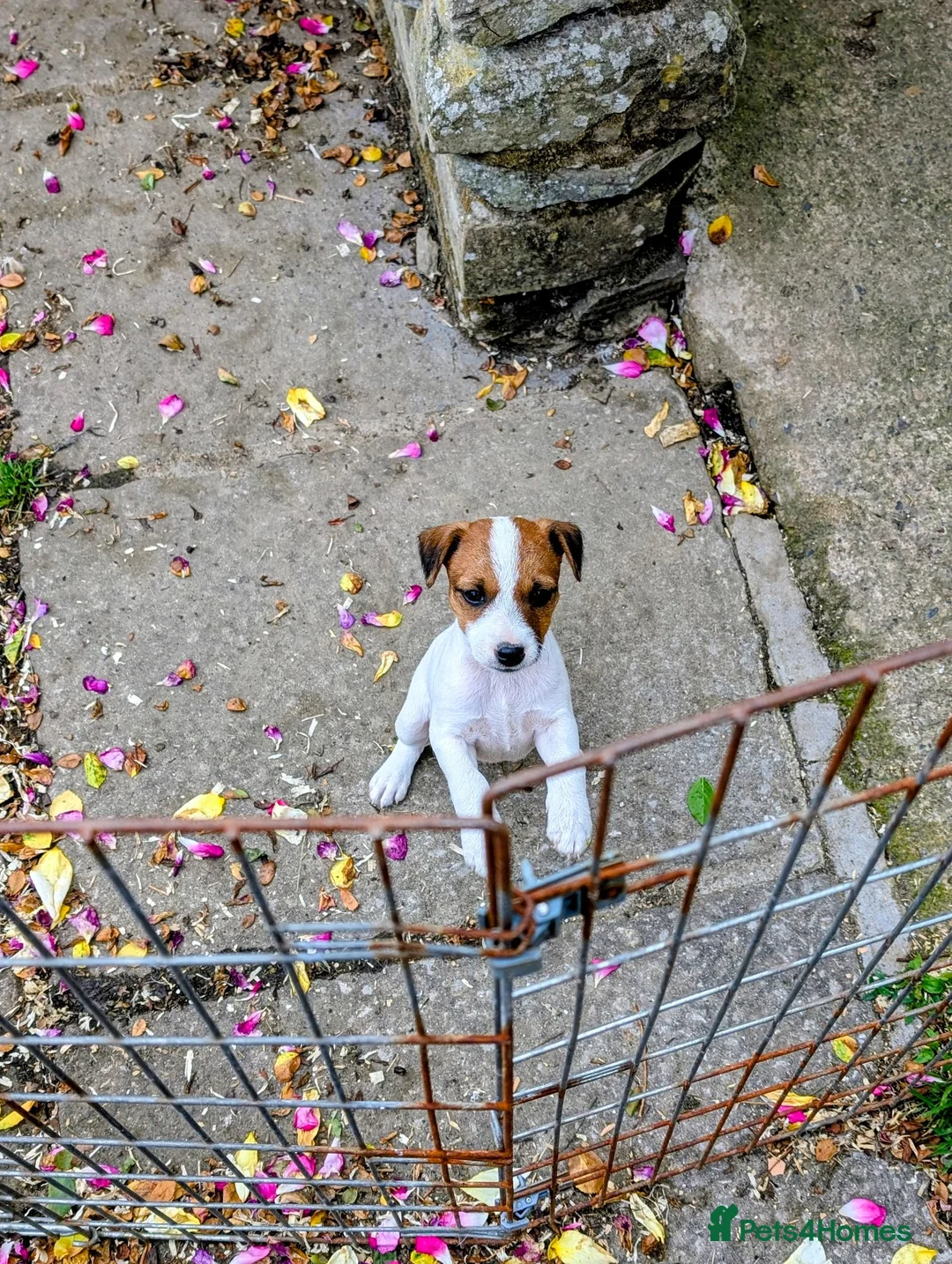 Jack Russell dogs for sale: Small strain Jack Russel pups - Advert 13