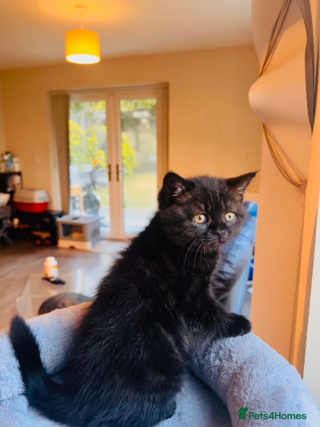 British Shorthair cats for sale: Take me home🏡, I need a loving family🙏❤️🥰🐈‍⬛ - Image 4