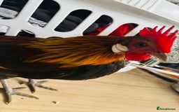 Chickens poultry for sale: Dutch Batam rooster  - Image 4