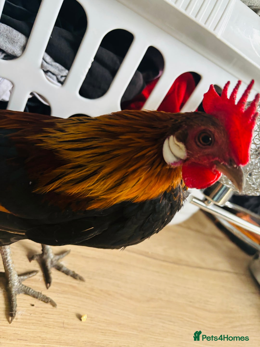 Chickens poultry for sale: Dutch Batam rooster  - Image 4