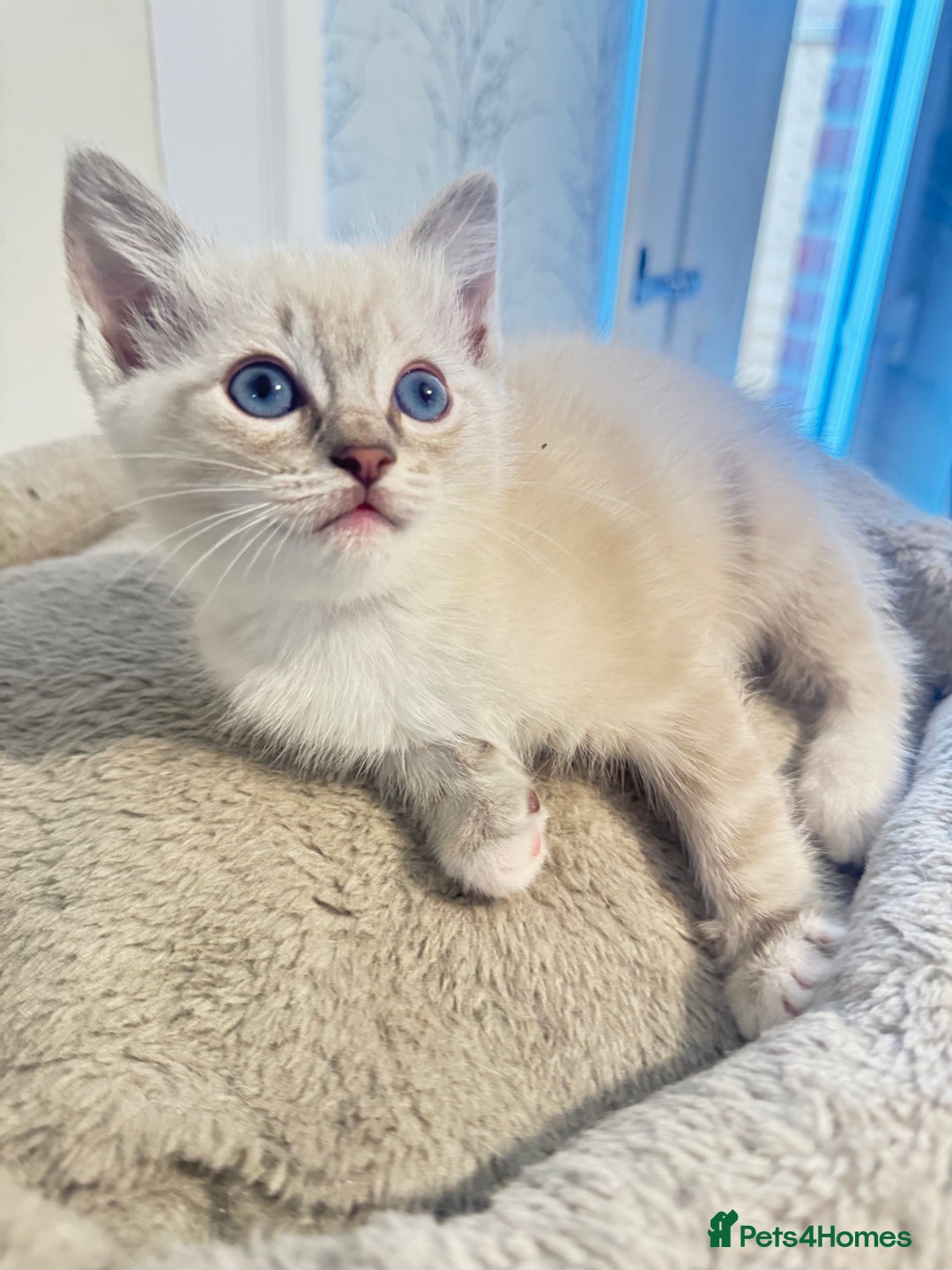 Ragdoll cats for sale: Beautiful Ragdoll Kittens - Advert 21