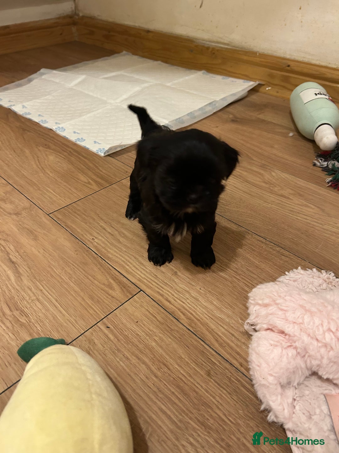 Shih Tzu dogs for sale: Beautiful shi tzu puppies  - Advert 3