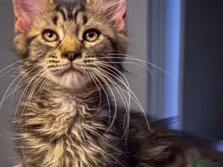 Maine Coon cats REDUCED TO £650 2 Maine coon kittens ready now - Advert 5