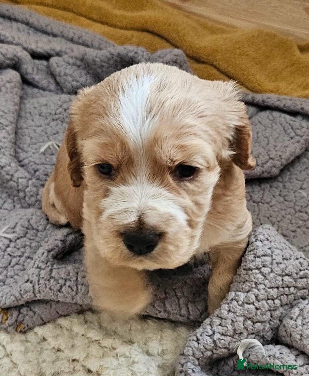 Cocker Spaniel dogs for sale: Cocker spaniel pups - Image 5