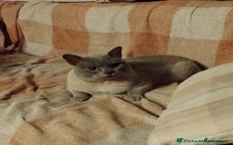Mixed Breed cats for sale: Really Cute Burmese x Tonkinese Kittens - Image 9