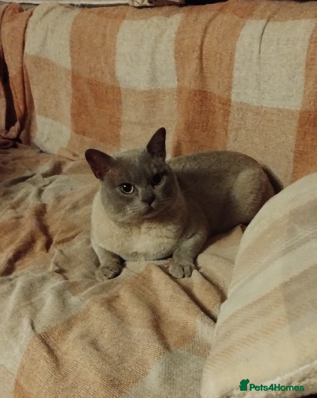 Mixed Breed cats for sale: Really Cute Burmese x Tonkinese Kittens - Image 9
