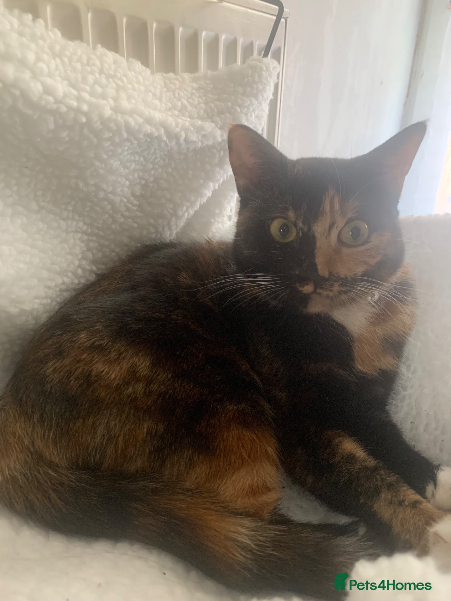 Mixed Breed cats Darcy, female cat, 1 years old  - Advert 2