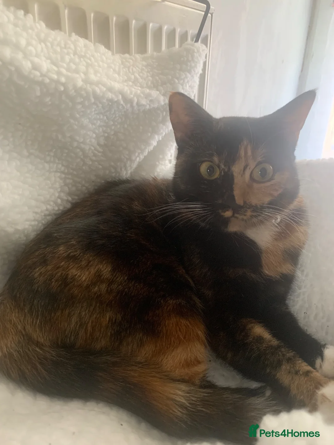 Mixed Breed cats for sale: Darcy, female cat, 1 years old  in Norwich - Advert 1