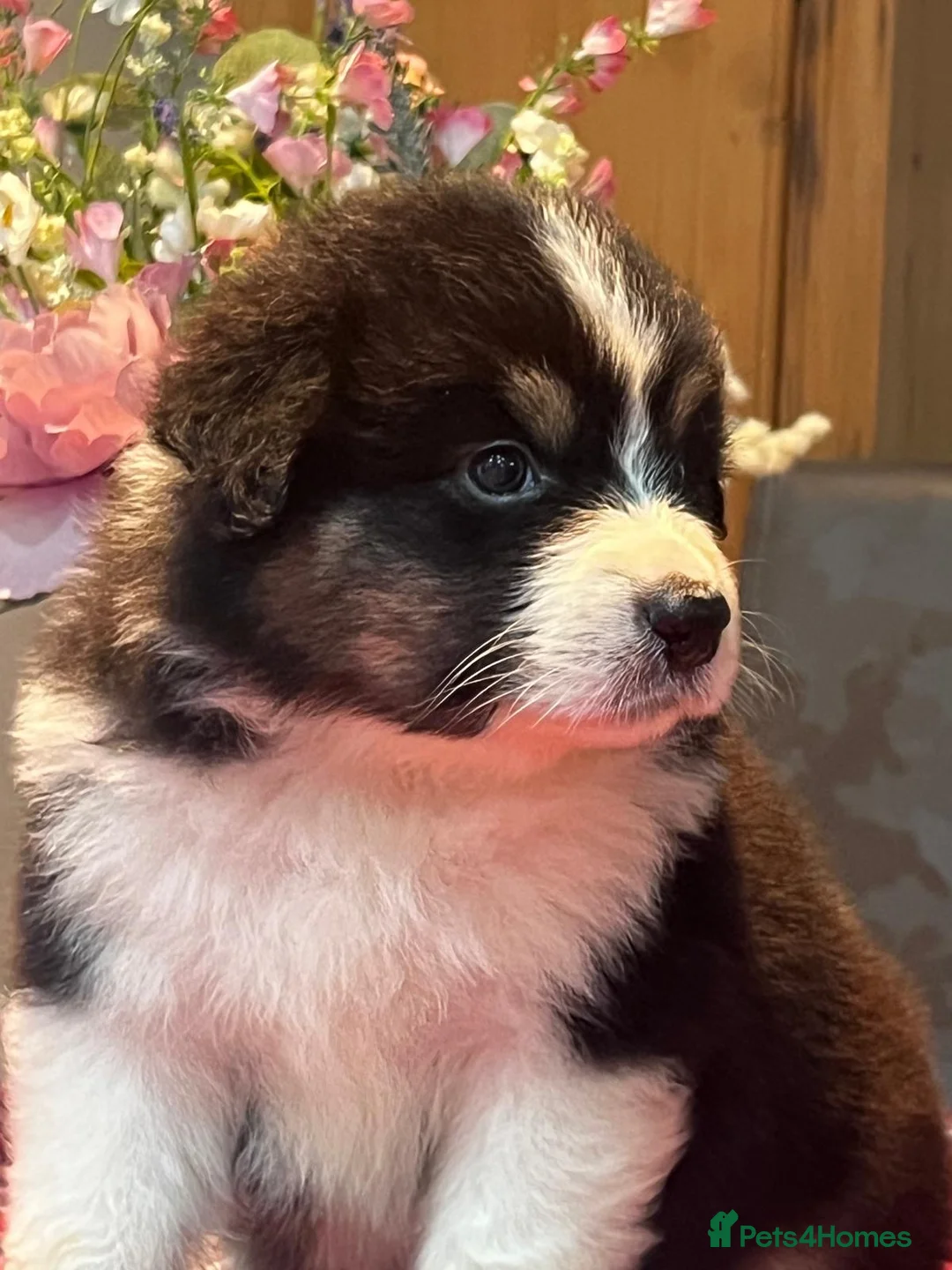 Australian Shepherd dogs for sale: STUNNING AUSTRALIAN SHEPHERD PUPPIES  - Advert 1