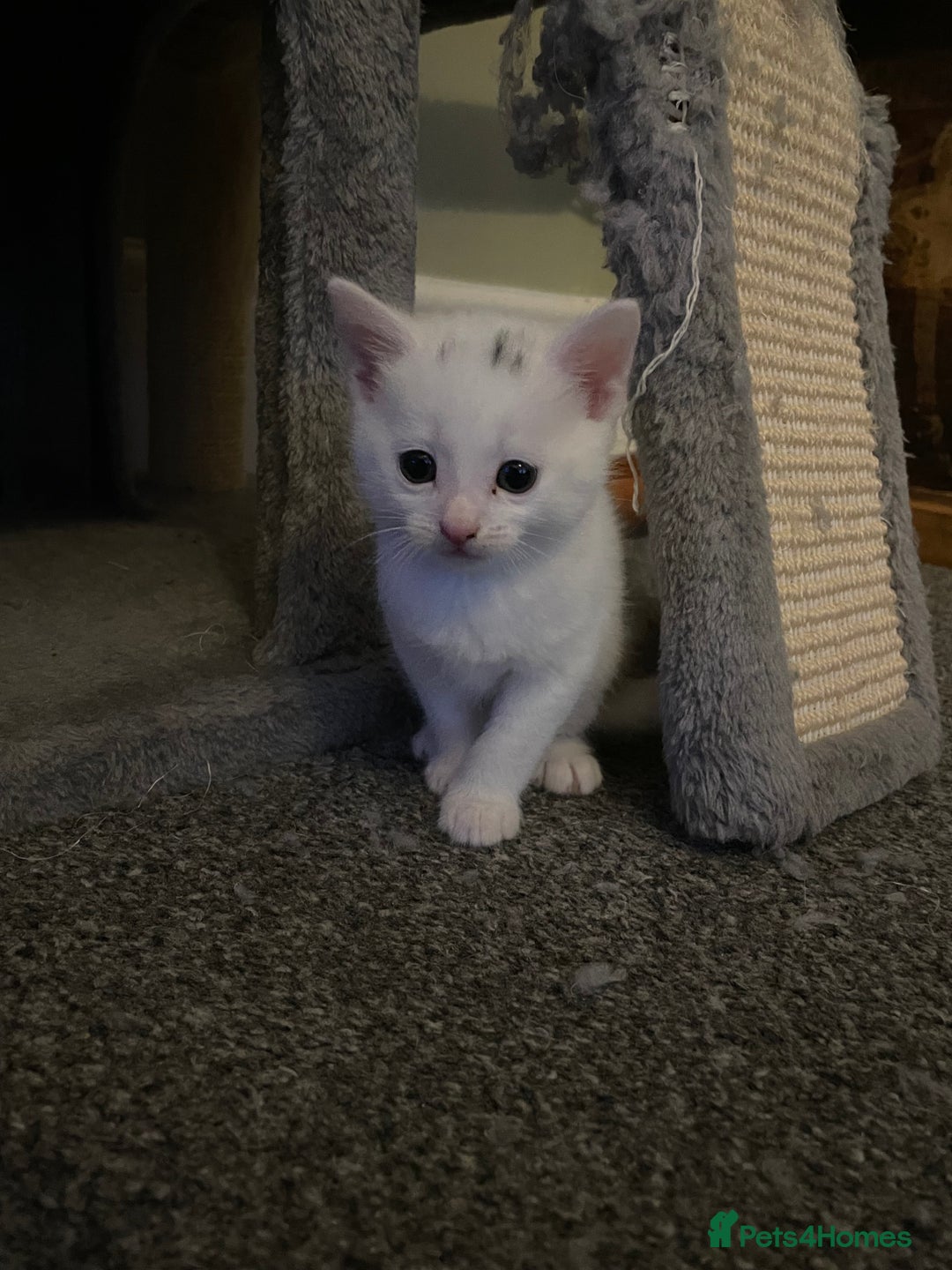 Domestic Shorthair cats for sale: 3 boys 1 girl white kittens  - Advert 3