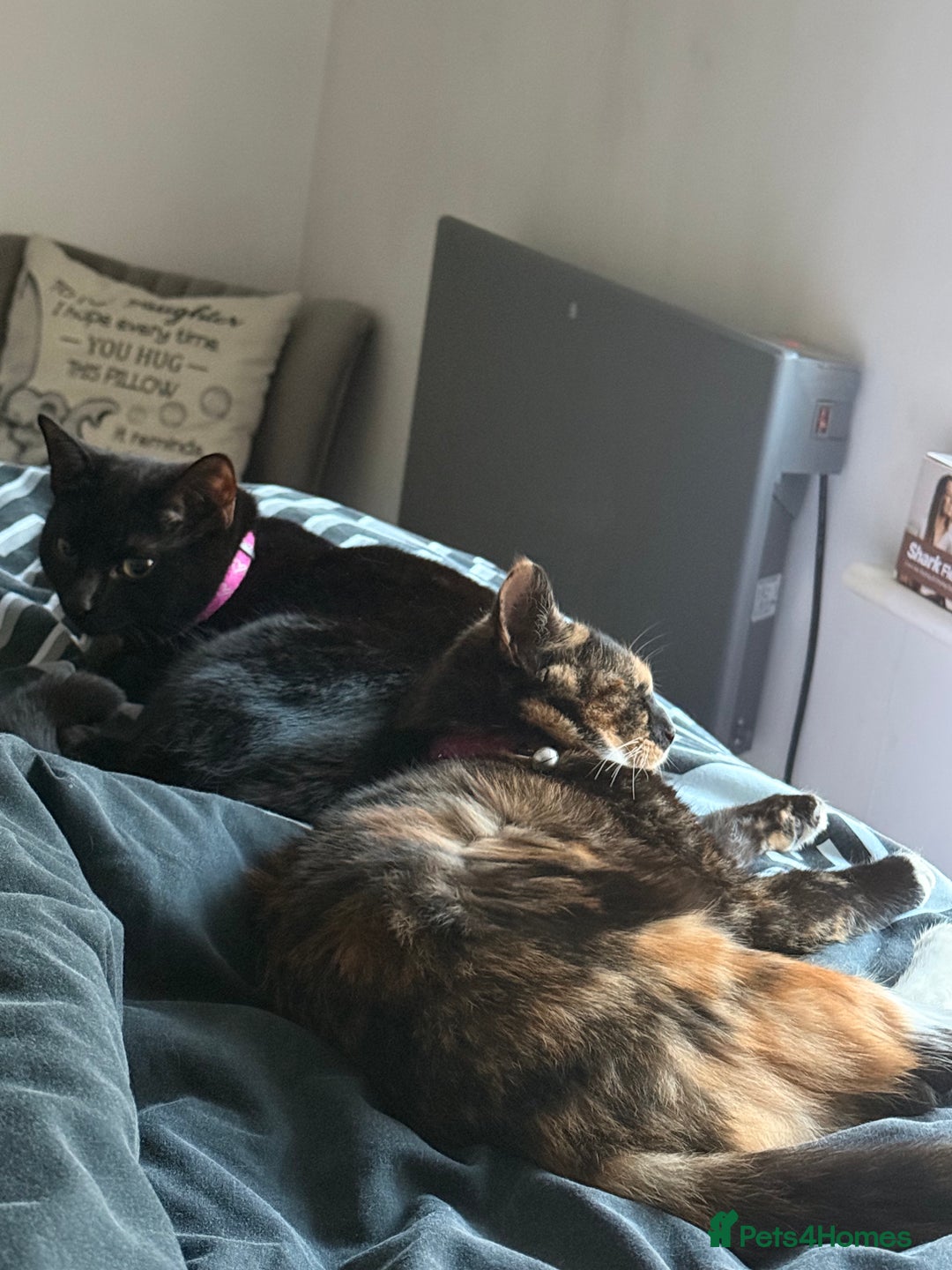 Mixed Breed cats for sale: Two female kittens for sale- black and calico  - Advert 6