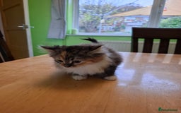 Mixed Breed cats for sale: 9 week old kittens available  - Image 23