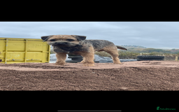 Border Terrier dogs for sale: Outstanding Quality KC Border Terriers  - Image 13