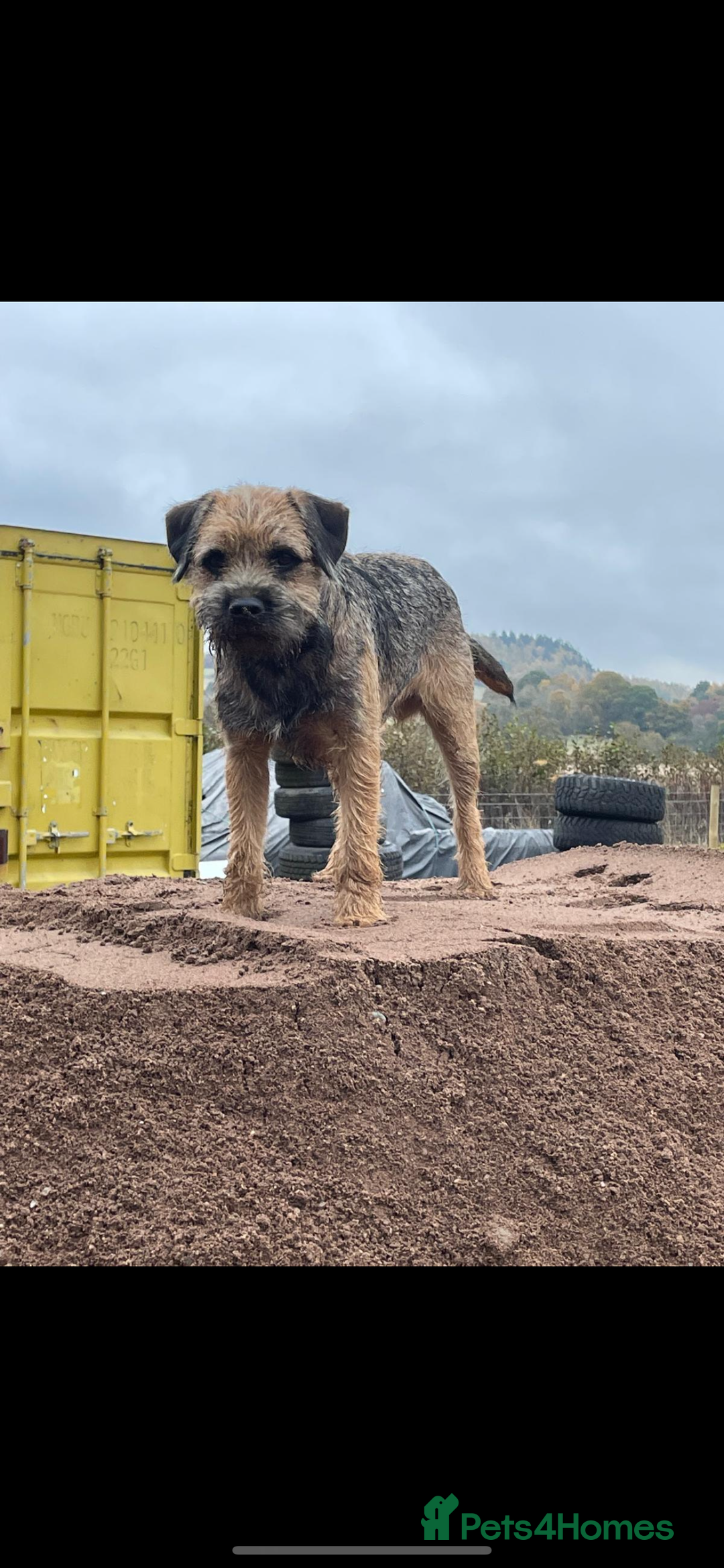 Border Terrier dogs for sale: Outstanding Quality KC Border Terriers  - Image 13