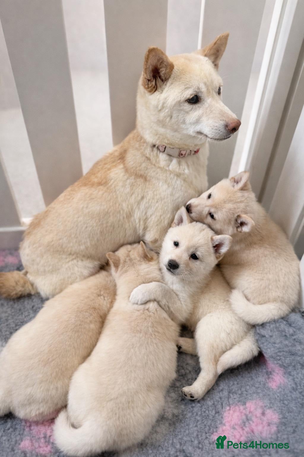 Japanese Shiba Inu dogs Japanese Shiba Inu Puppies Looking for Family Home - Advert 12