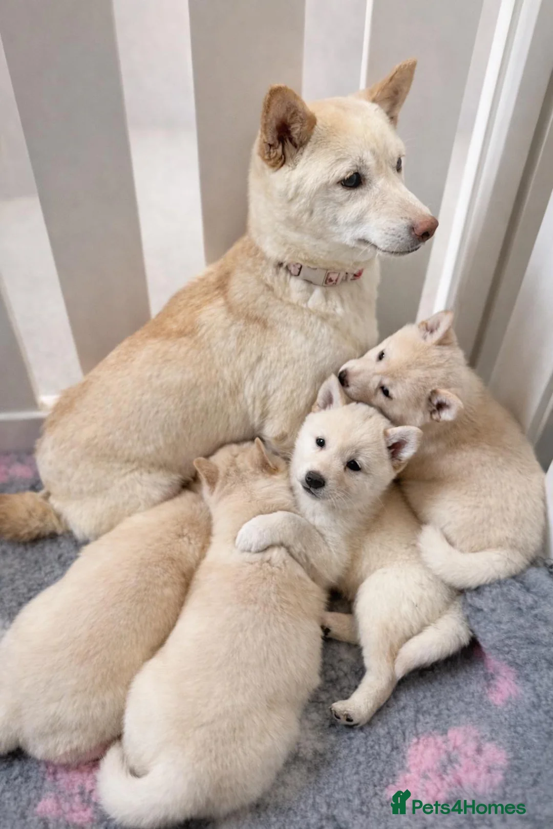 Japanese Shiba Inu dogs for sale: Japanese Shiba Inu Puppies Looking for Family Home - Advert 1