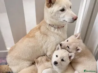 Japanese Shiba Inu dogs Japanese Shiba Inu Puppies Looking for Family Home - Advert 12