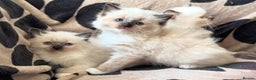 Ragdoll cats for sale: bi color ragdoll kittens - read ad - Advert 6
