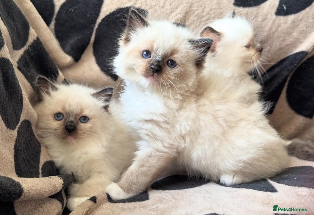 Ragdoll cats for sale: bi color ragdoll kittens - read ad - Advert 6