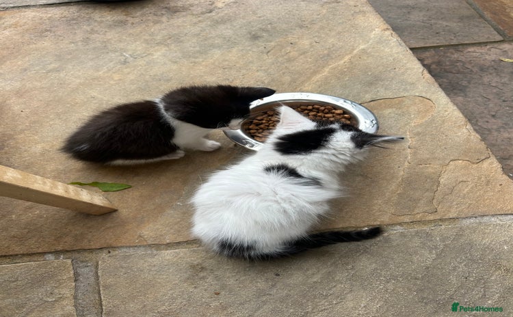 Mixed Breed cats - Advert 5