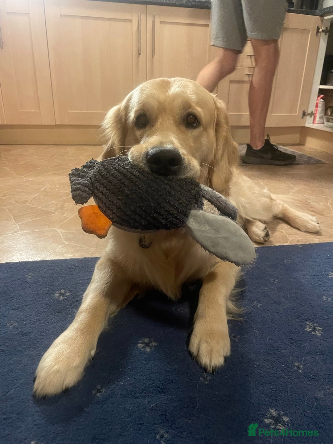 Golden Retriever dogs for stud: Proven Gorgeous Stud Dog - Image 10