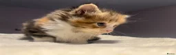 Mixed Breed cats for sale: Beautiful longhair kittens for sale  - Advert 16