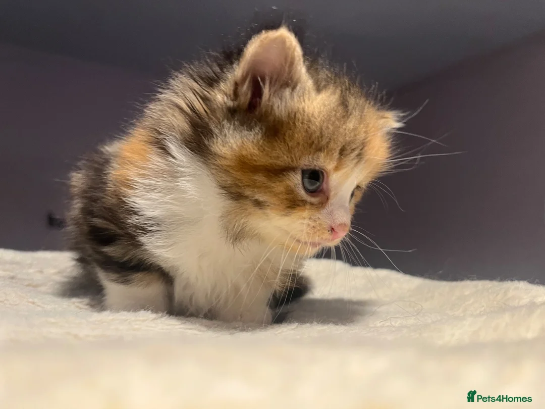 Mixed Breed cats for sale: Beautiful longhair kittens for sale  - Advert 16