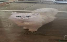 Persian cats for sale: Persians last 2 - Image 3